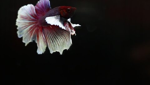 Beautiful White Purple Color Half Moon Betta Fish or Siamese Fighting Fish Isolate Wallpaper on Black Background 
 Video Stok