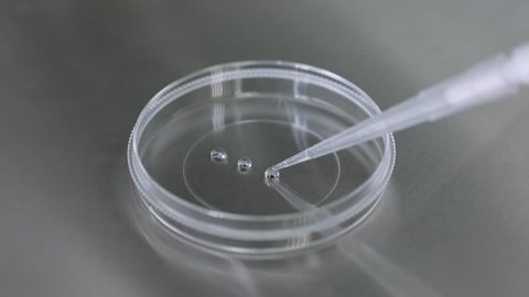 Make medium drops in petri dish under microscope with wholesale plastic pipette and pour culture oil, preparation for ivf icsi procedure
