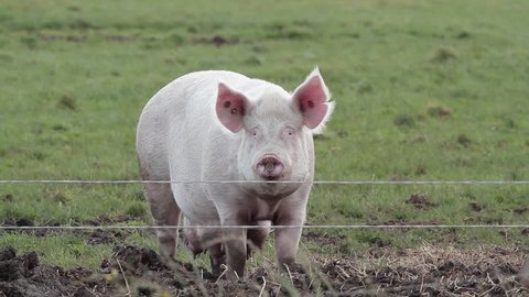 Mother Sow Pig; Free Range Pig Farm Scarborough