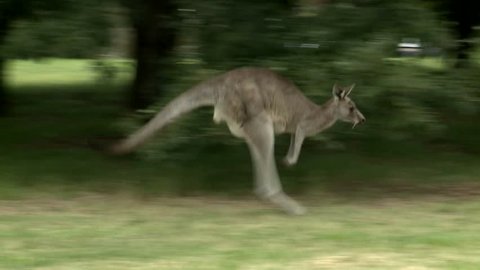 Kangaroos in the park eating grass