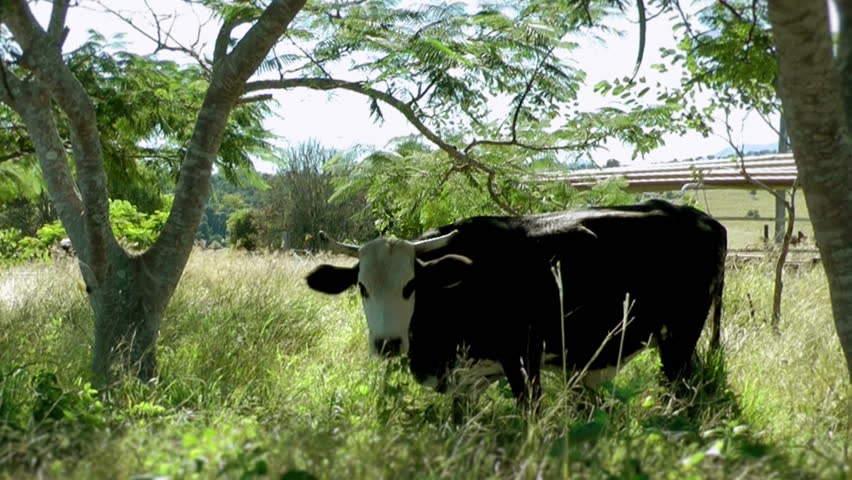 Australia - cow in a field 