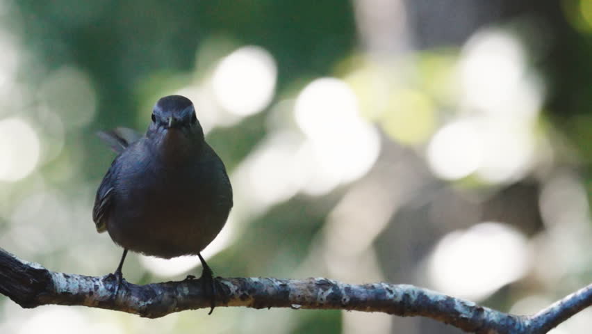 Gray Catbird (Dumetella carolinensis) vocalization. Slow-motion, 1/2 natural