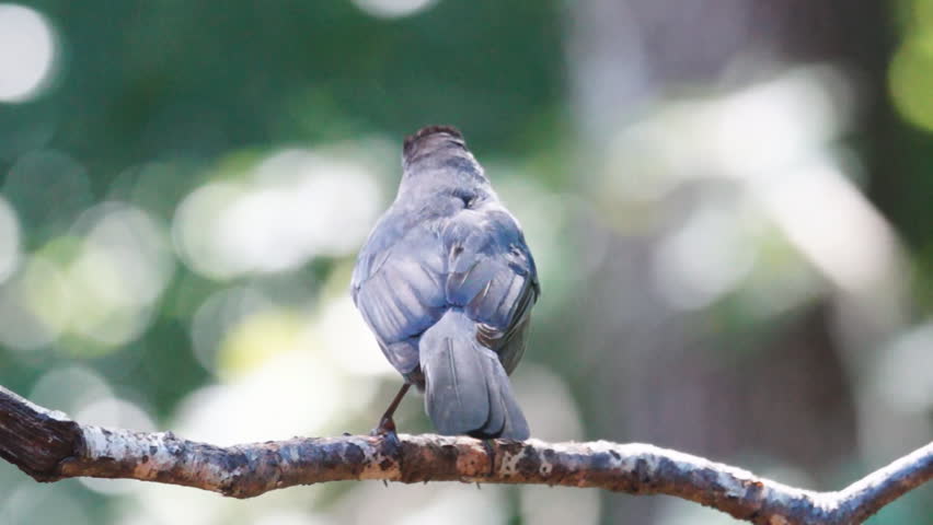 Gray Catbird (Dumetella carolinensis) of the Mockingbird family. Slow-motion,