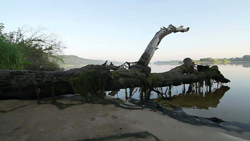 old tree trunk on the sandy shore at the morning, overgrown with algae tree trunk, Tree trunk in river, old dead tree on riverbank and boat at sunrise