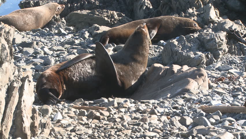 Seals sunning themselves on a stony beach