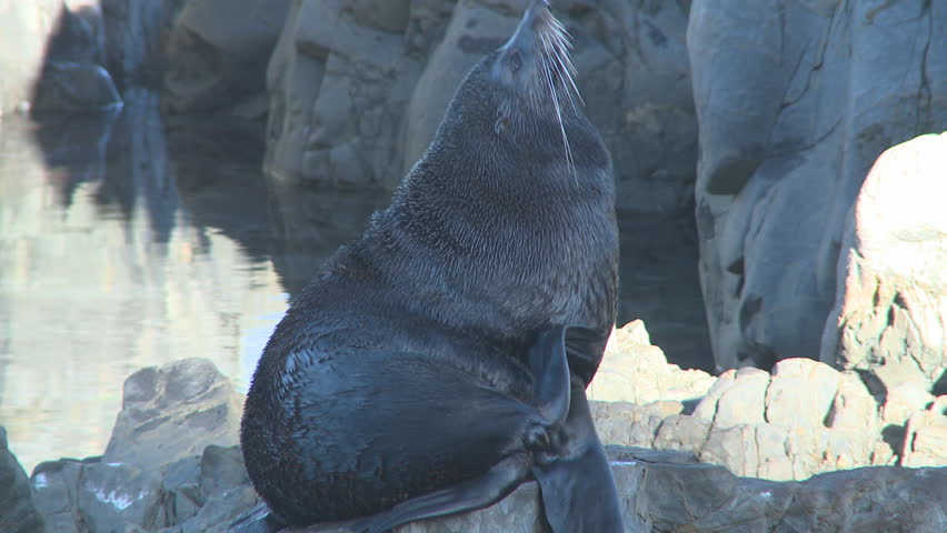 seal on a rock 2