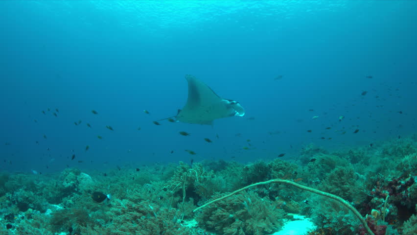 ocean manta ray ocean manta ray
