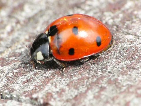A ladybird cleaning its face
