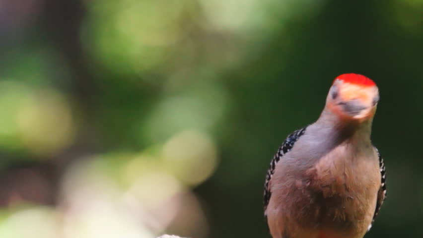 Red-bellied Woodpecker (Melanerpes carolinus) male vocalizes. Slow-motion, 1/2