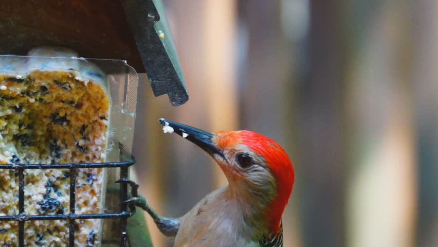 Red-bellied Woodpecker (Melanerpes carolinus) male eating. Slow-motion, 1/2