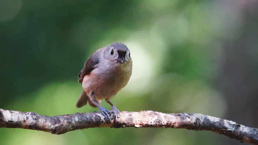 Tufted Titmouse (Baeolophus bicolor) eating seed. Slow-motion, 1/2 natural