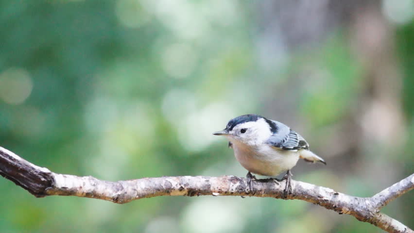 White-breasted Nuthatch (Sitta carolinensis), May in Georgia. Slow motion, 1/2