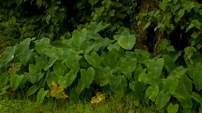 Bunch of Yam tree 