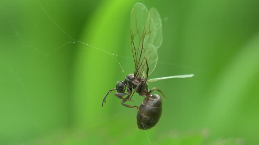 Hymenoptera Formicidae formica subsericea gyne insect in web macro