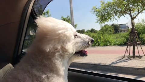 dog on a car window