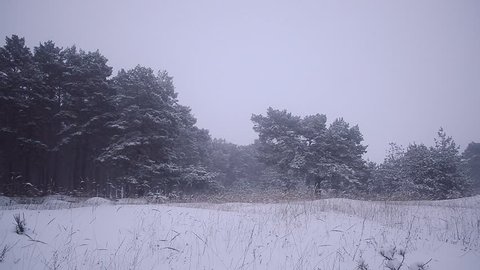 snowstorm in the winter forest, pine trees covered with snow, beautiful winter landscape