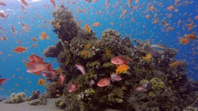 Beautiful Underwater World Corals and Tropical Colorful Fishes. Picture of a wonderful and beautiful underwater colorful fishes and corals in the tropical reef of the Red Sea, Dahab, Egypt.
