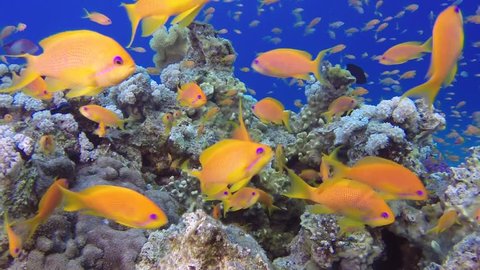 Beautiful Colorful Tropical Corals and Fishes. Picture of a wonderful and beautiful underwater colorful fishes and corals in the tropical reef of the Red Sea, Dahab, Egypt.