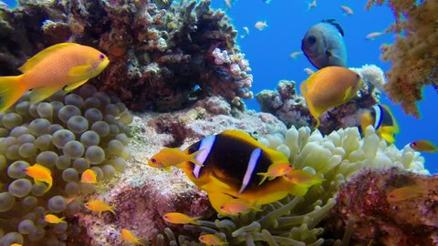 Underwater Colorful Tropical Fishes with Clownfish. Picture of a wonderful and beautiful underwater colorful fishes and corals in the tropical reef of the Red Sea, Dahab, Egypt.