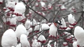 Bullfinches eat berries red rowan on the tree in snow winter day