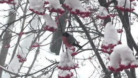 Bullfinch eat berries red rowan on the tree in snow winter day