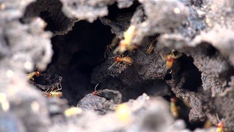 Termites inside a termitary. Macro shooting. 