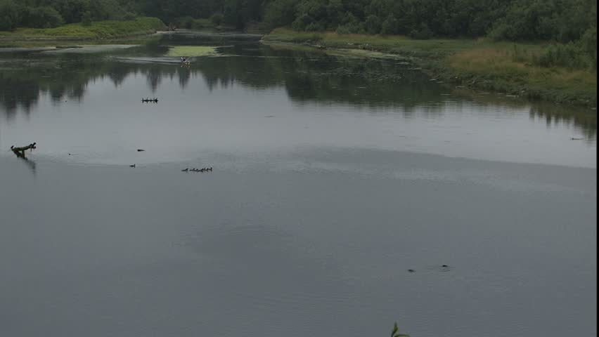Quillayute river with river otters, merganser family and kayaks in scenes