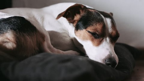 Jack Russell dog lay on the pillow in the house.