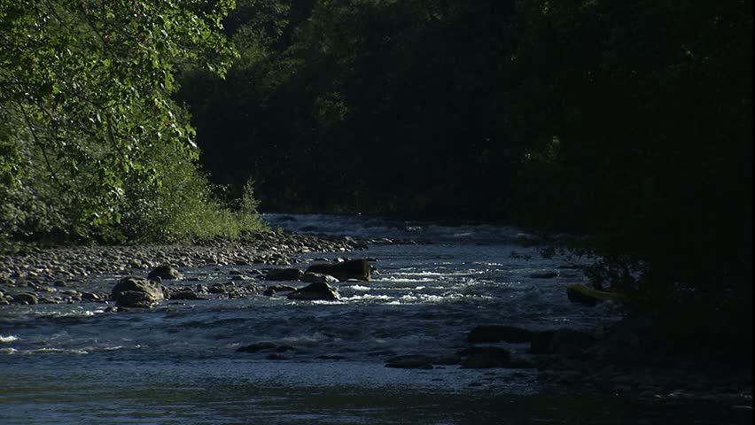 rafters through small rapid on Elwah river, on bright sunny day, Olympic National Park, Wa.
