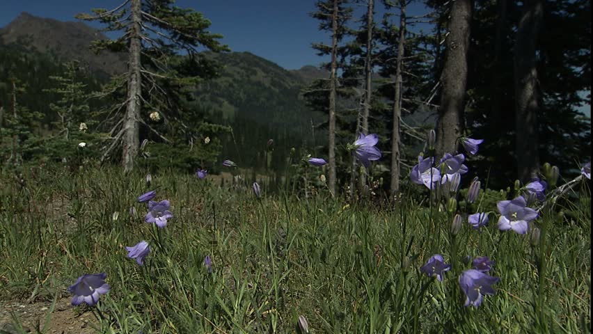 jib up purple wild flowers to mountains and craggy old trees