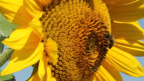 Bees and bumblebee collect nectar and pollen from flowers of sunflower.