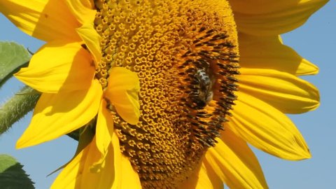 Bees and bumblebee collect nectar and pollen from flowers of sunflower.