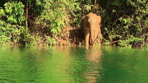 wild elephant live in the deep forest inside of watershed.Forest officials said the elephant named Khan Kluay.When Khan Kluay heard the boat it will come down to get food from the staff and visitors.