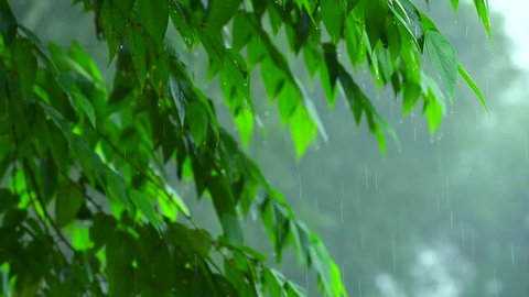 tropical heavy falling rain