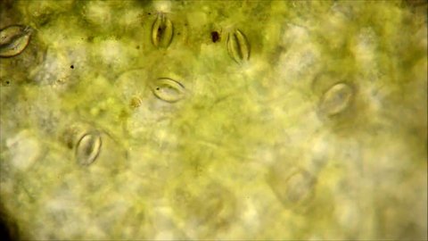 Plant stomata, microscopic picture, the way in which the plant breathes, the process of photosynthesis. Circuit carbon dioxide and oxygen in nature