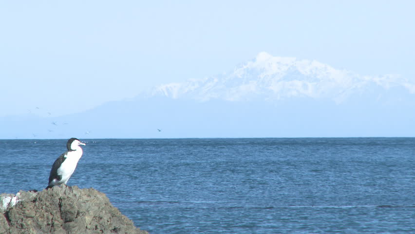 cormorant sitting on a rock
