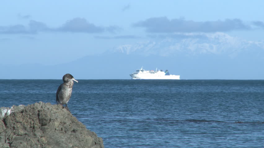 cormorant sitting on a rock with a ship and snow covered mountains in the