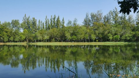 Trees in the park with a pond, a breeze against the background of sky Ultra HD 4K