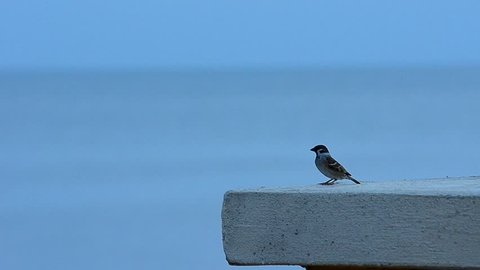 Close view of sparrow resting near sea shore