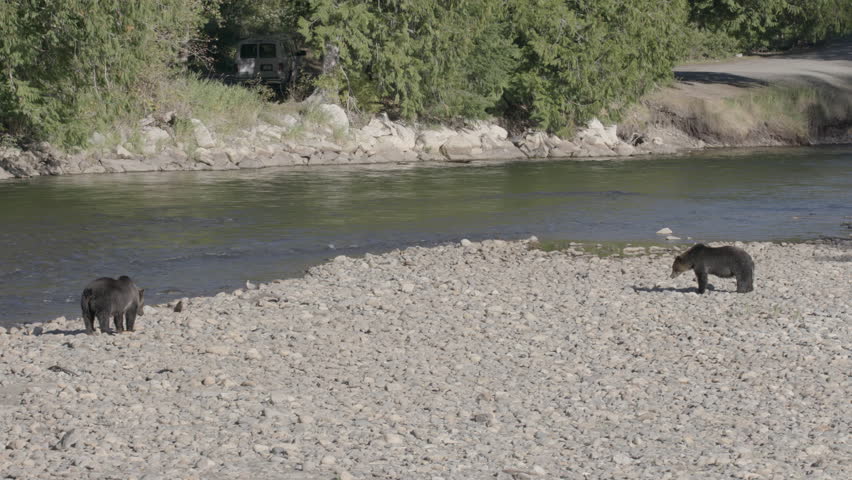 Grizzly Bears on Rocky Shore of River