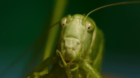 Grasshopper Cleaning Paws. Close view.  