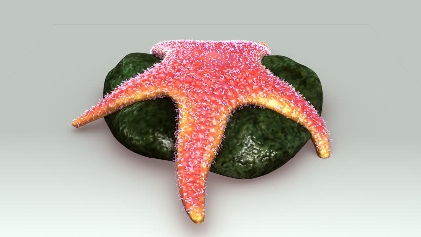 Echinoderms