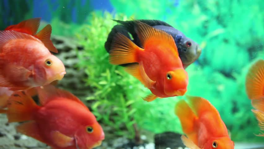 parrot goldfish