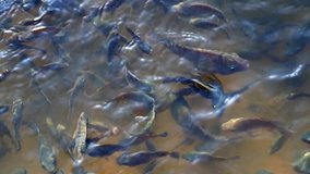  fishes swimming on river background 
