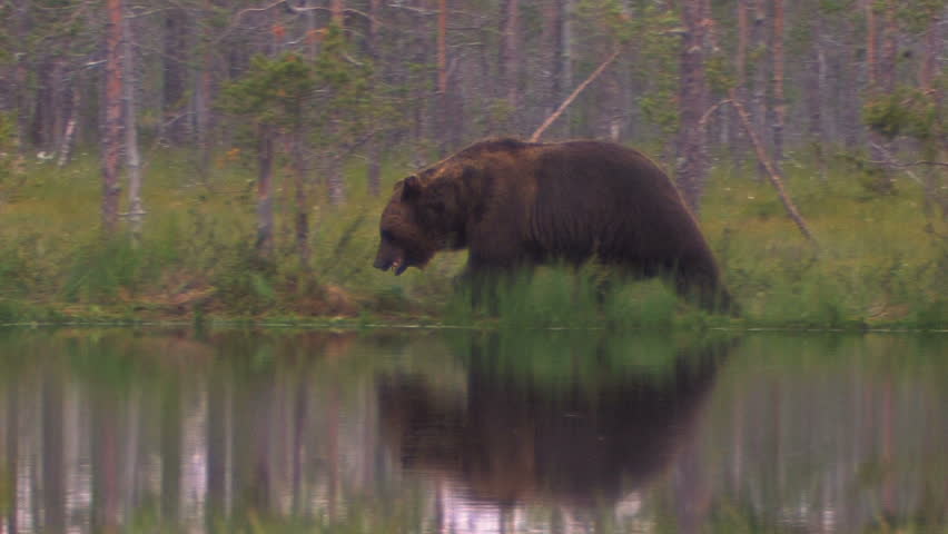 Brown Bear in forest