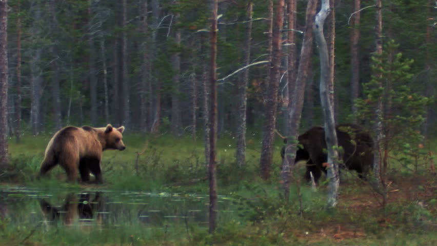 Brown Bear in forest