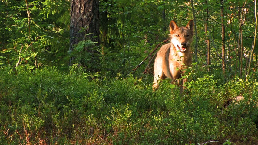 Wolf in woodland