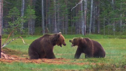Brown Bears fighting