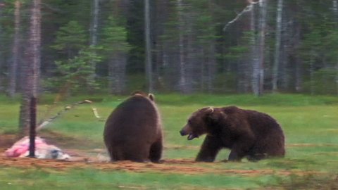 Brown Bear fighting