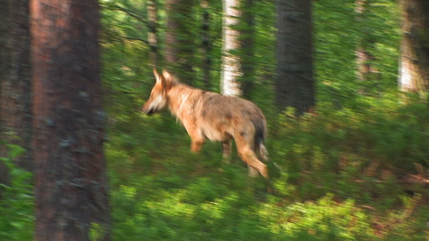 Wolf in woodland